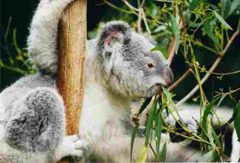 Koala Climbing Tree